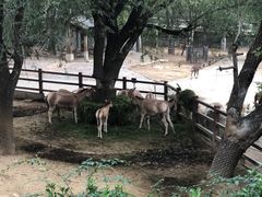 -石家庄市动物园