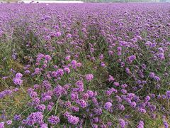 -北京东方普罗旺斯薰衣草庄园