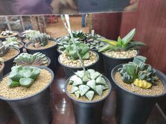 -双季花艺园艺市场(浦东店)