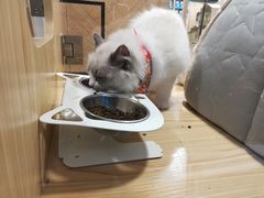 -屋虎猫馆(宝安大仟里店)