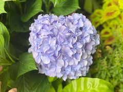 -深圳仙湖植物园