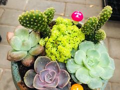 -秦美花卉(天朗·莱茵小城2期店)