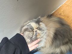 -有猫主题·治愈系猫咖(曾厝垵店)