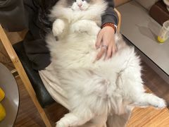 -MOCHA明星猫咖(田子坊店)