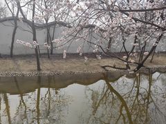 -桃花堤公园