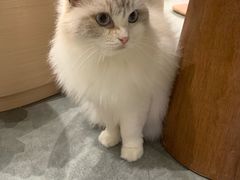 -瞄一喵猫咖(格力海岸店)
