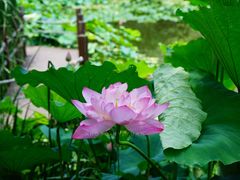 -陈家山荷花公园