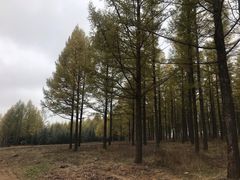 -塞罕坝国家级自然保护区