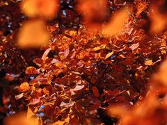 -北京西山国家森林公园