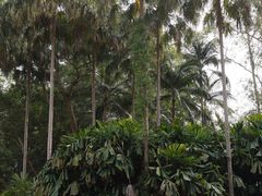 -中国科学院西双版纳热带植物园