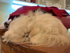 -猫色咖啡·猫咖