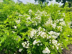 -九里河湿地公园