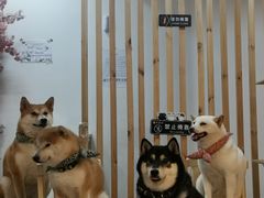 -柴迷FANS CLUB·柴犬狗咖·猫咖