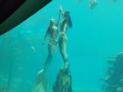-海棠湾洲际-涛·海底餐厅·美人鱼·自助餐·海底隧道