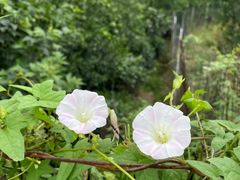 -樱桃山旅游景区