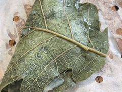 -秦家味老菜馆(民族北路店)