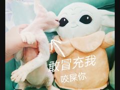 -十年猫舍·猫咪专门店(普陀店)