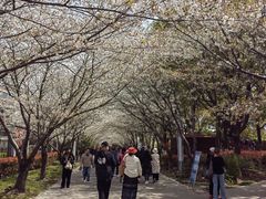 -高东镇樱花园
