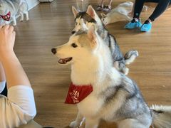 -Husky Go! 哈士奇体验馆·宠物咖啡厅狗咖