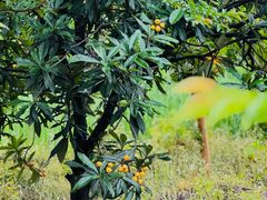 -塘栖枇杷特色园区