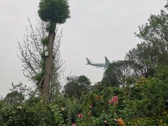 -空港花田景区