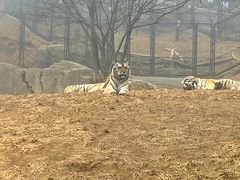 -大连森林动物园