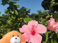 -黄色小屋