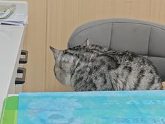 -瑞派·关忠动物医院·猫专科·犬专科(三环新城店)
