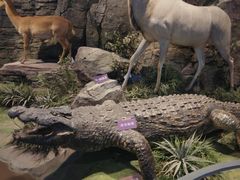 -陕西自然博物馆