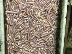 -北海金海湾红树林生态旅游区