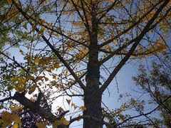 -延安杨家岭革命旧址