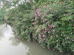 -青枫公园