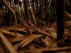 -大罗山风景区