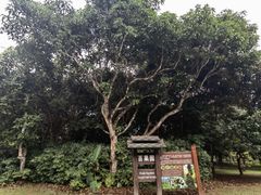 -中国科学院西双版纳热带植物园