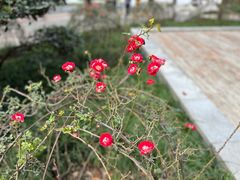 -唐城墙遗址公园