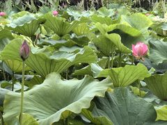 -金银湖国家城市湿地公园