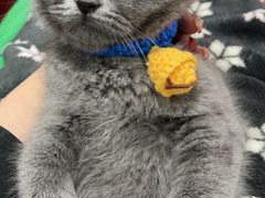 -lincat·猫舍(广州店)