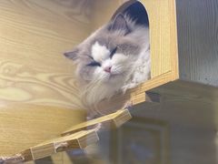 -猫十亿·布偶金渐层·曼基康矮脚猫舍(青年路店)