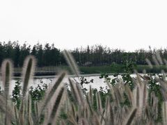 -春花秋色城市公园