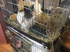 -藦茜花园宠物主题亲子互动体验馆(国顺东路店)