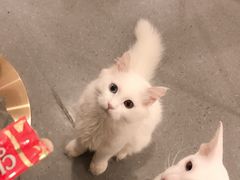 -飞行喵MR PILOT|猫舍·猫咖(静安大融城店)