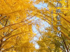 -三里屯东五街银杏大道