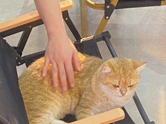 -Heymao猫咖.咖啡厅(东门店)