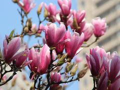 -重庆市江北嘴中央商务区中央公园