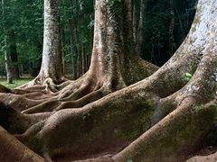 -中国科学院西双版纳热带植物园