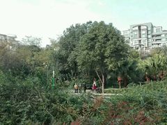 -神仙树公园
