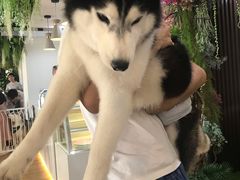 -Husky Go! 哈士奇体验馆·宠物咖啡厅狗咖