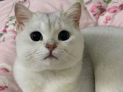 -lincat·猫舍(广州店)