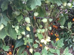 -优游吧斯邹族文化部落