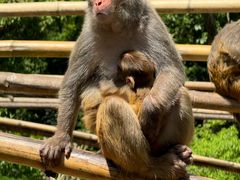 -西双版纳原始森林公园